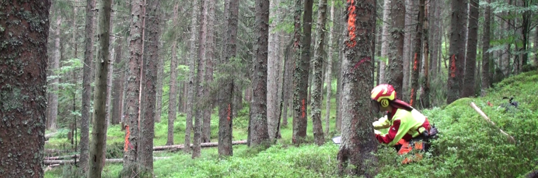 Holzernte Schoenherr