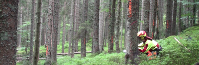 Holzernte Schoenherr
